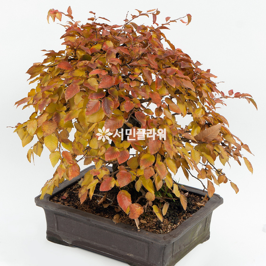 상세이미지
