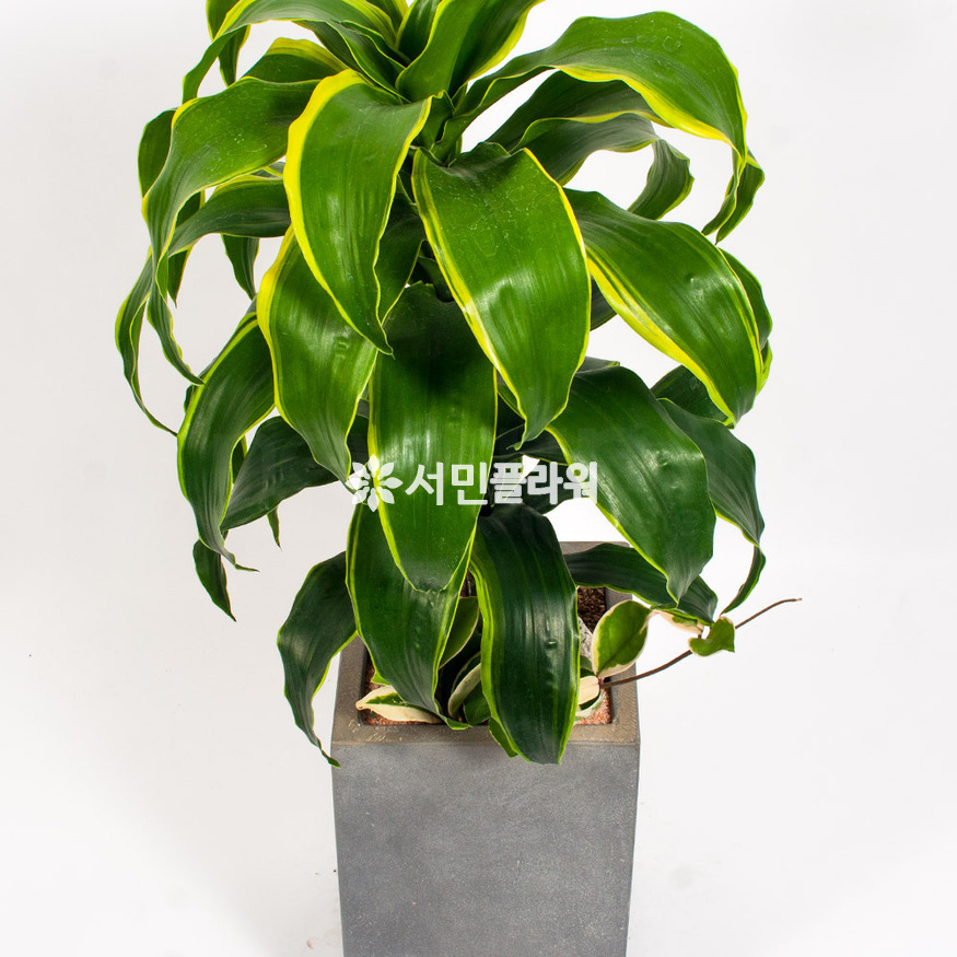 상세이미지