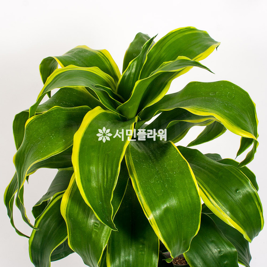 상세이미지