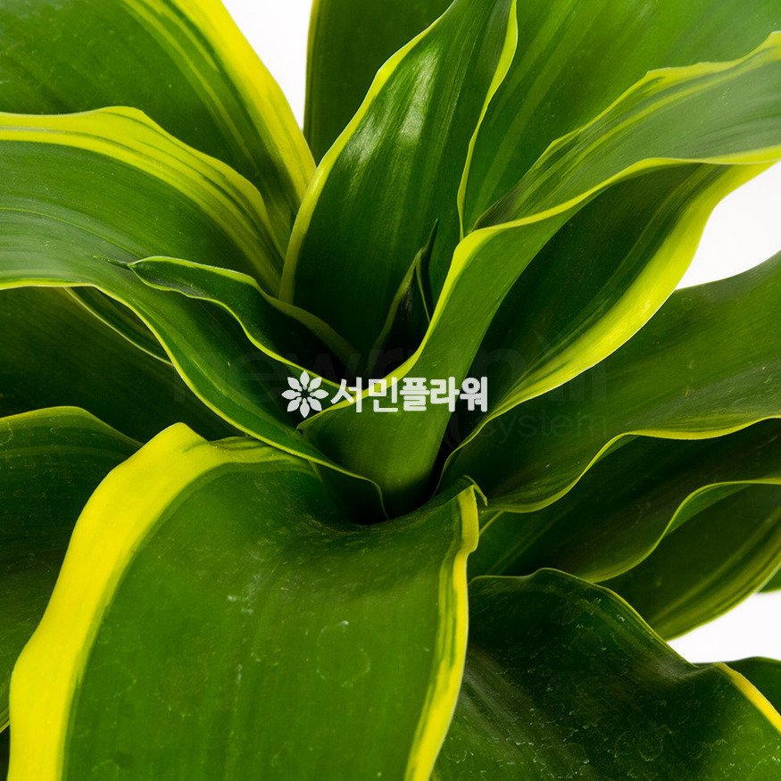 상세이미지