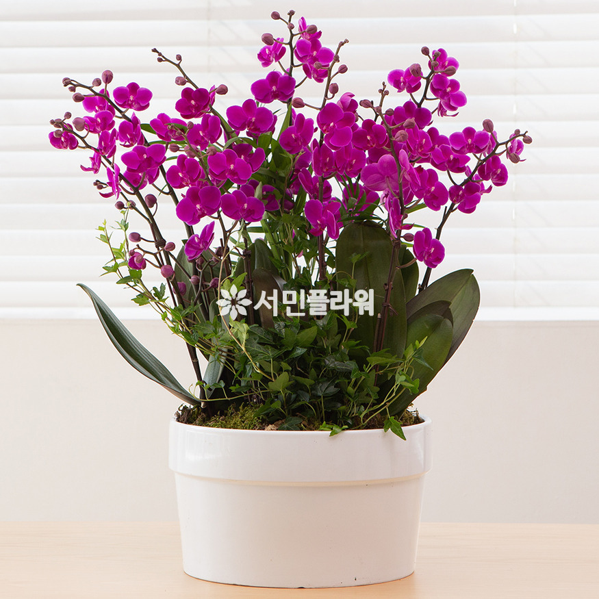 상세이미지
