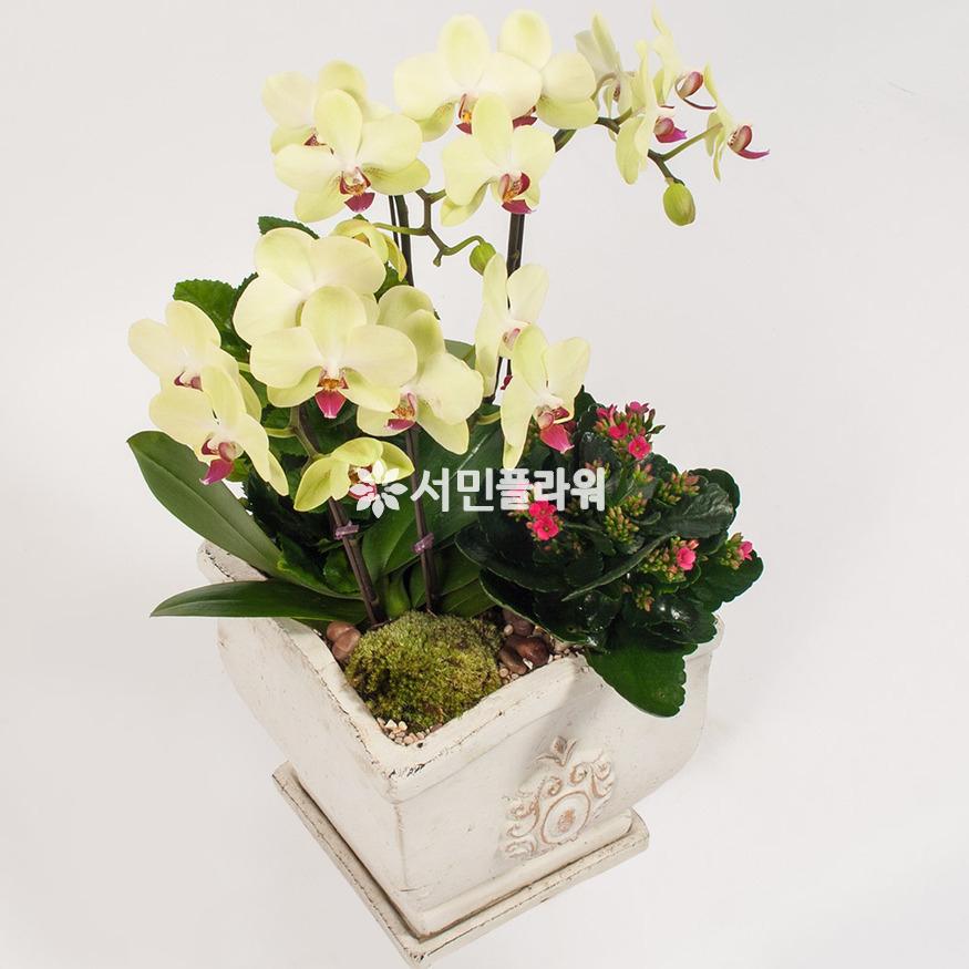 상세이미지