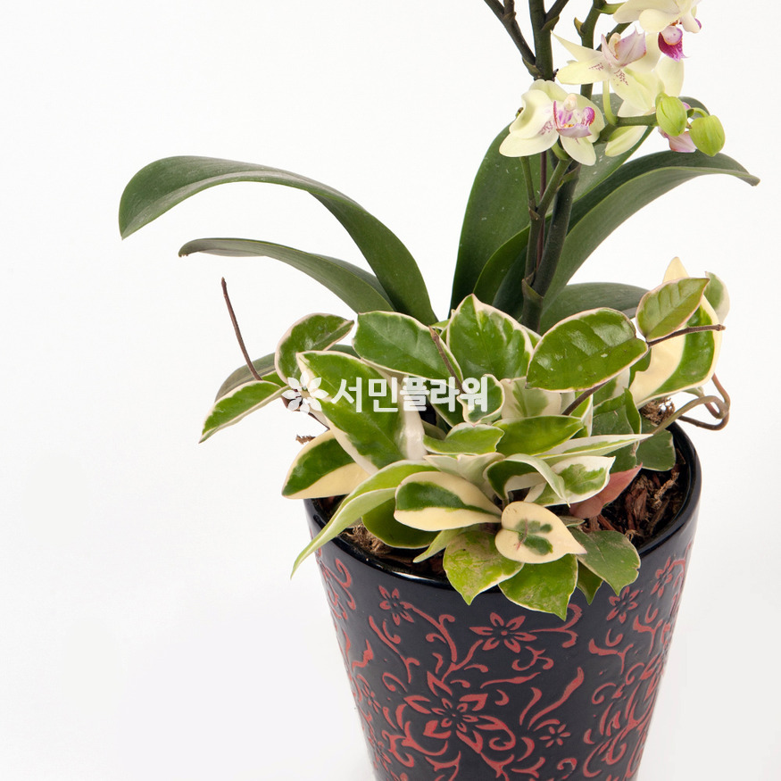상세이미지