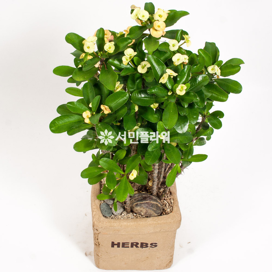 상세이미지