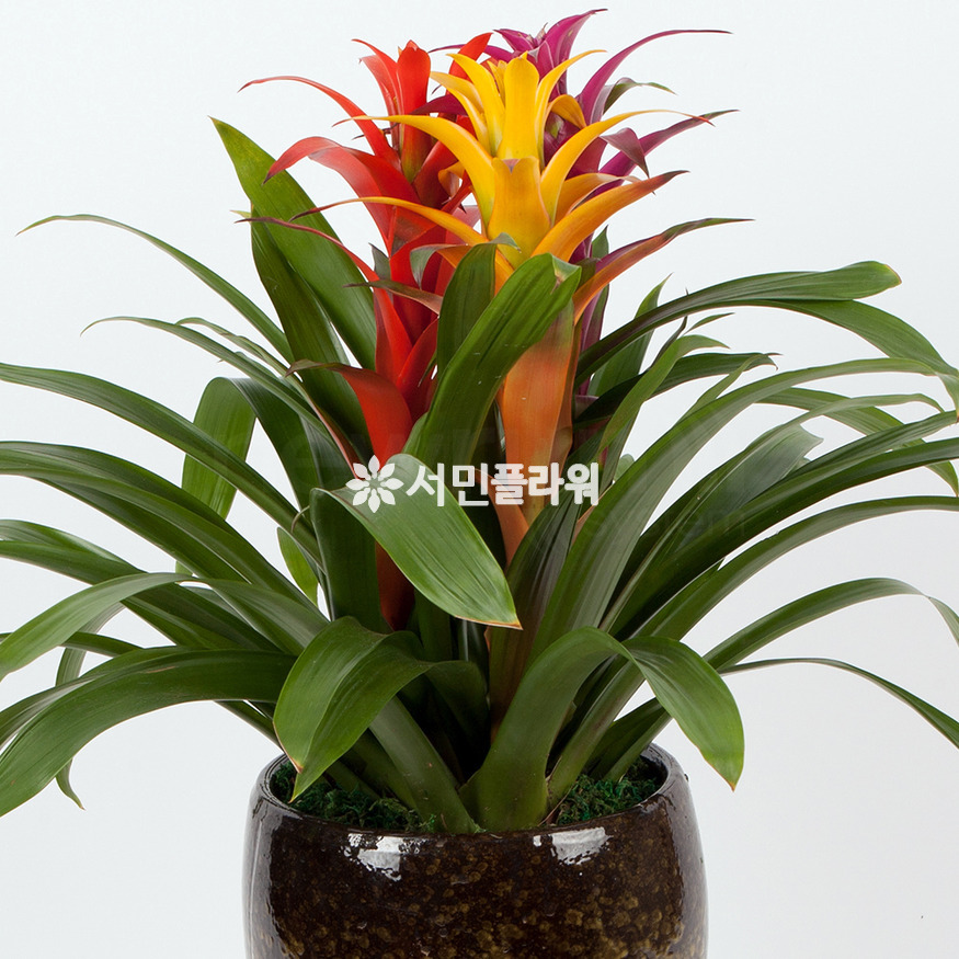 상세이미지
