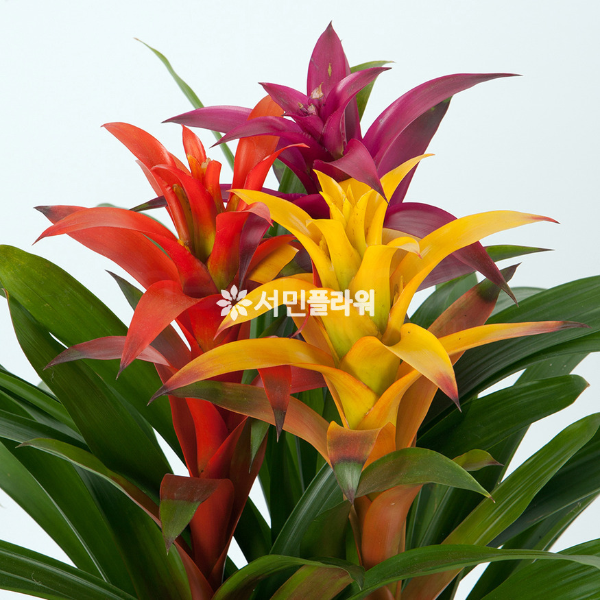 상세이미지