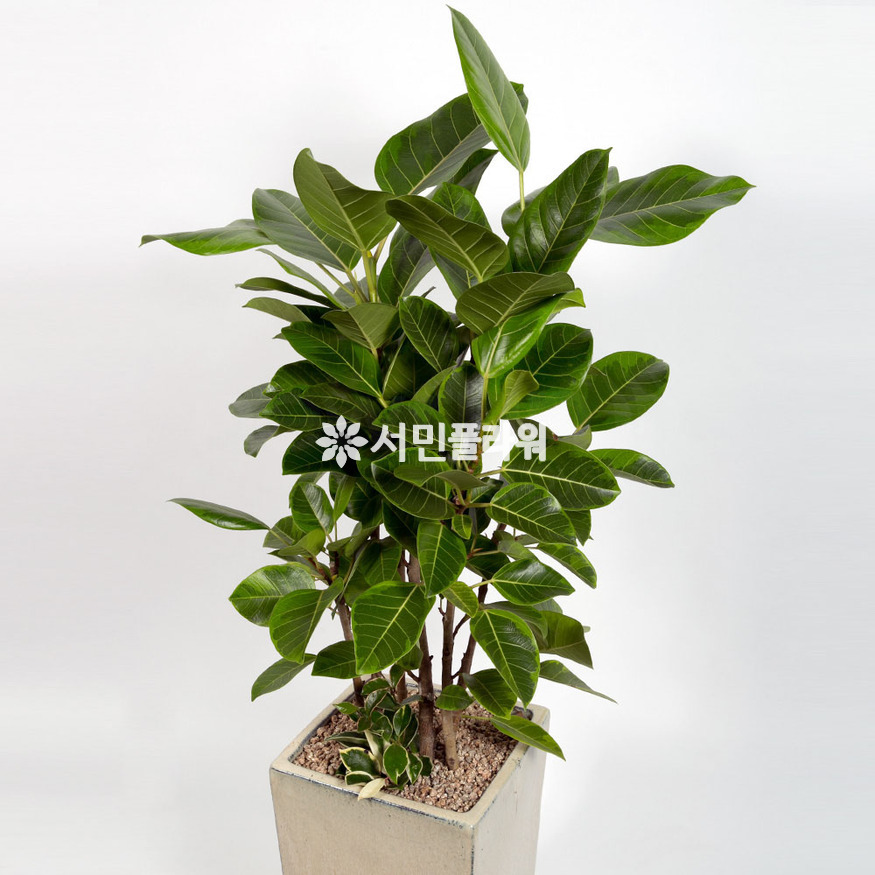 상세이미지