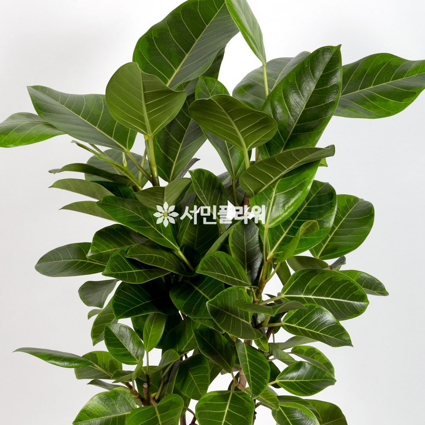 상세이미지