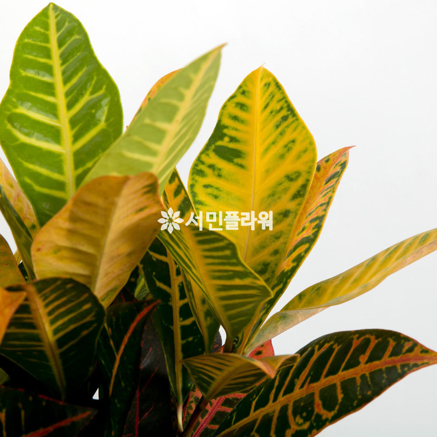상세이미지