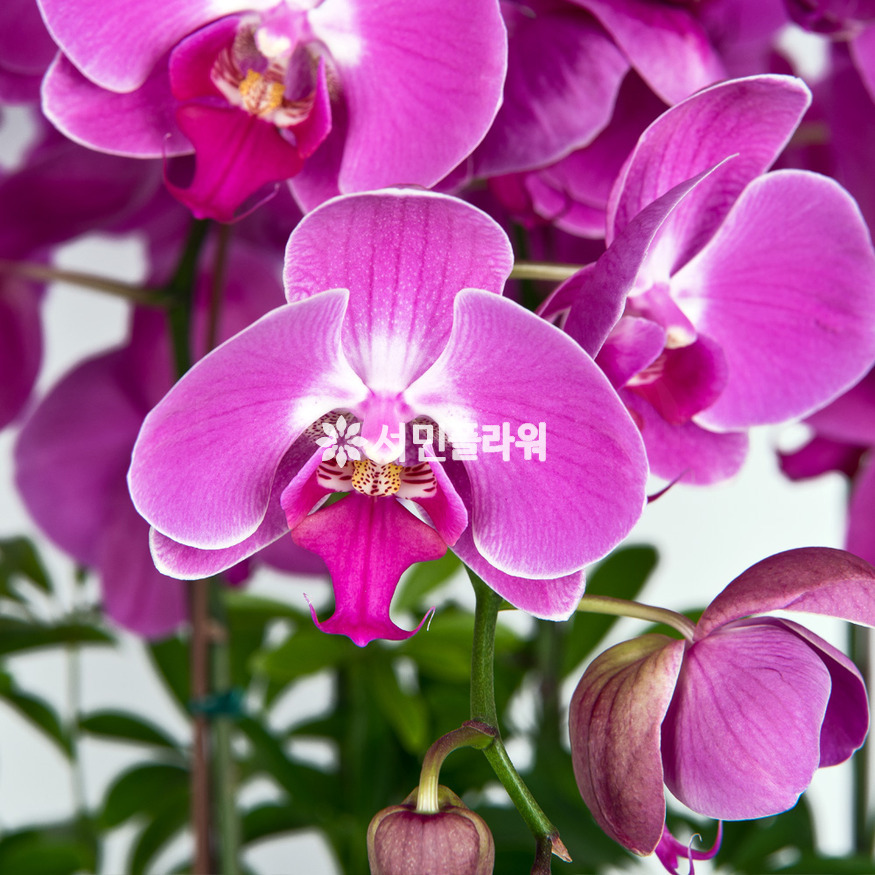 상세이미지