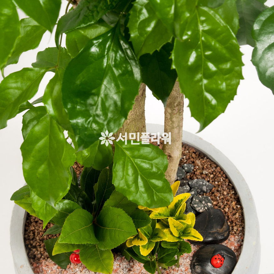상세이미지