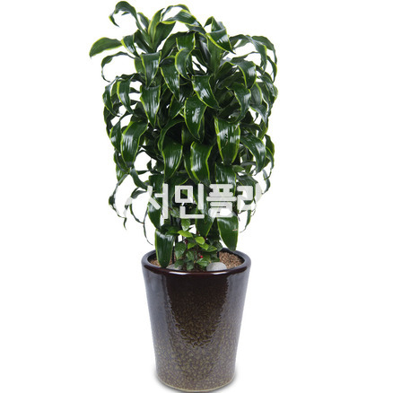 토레이도-고급대품