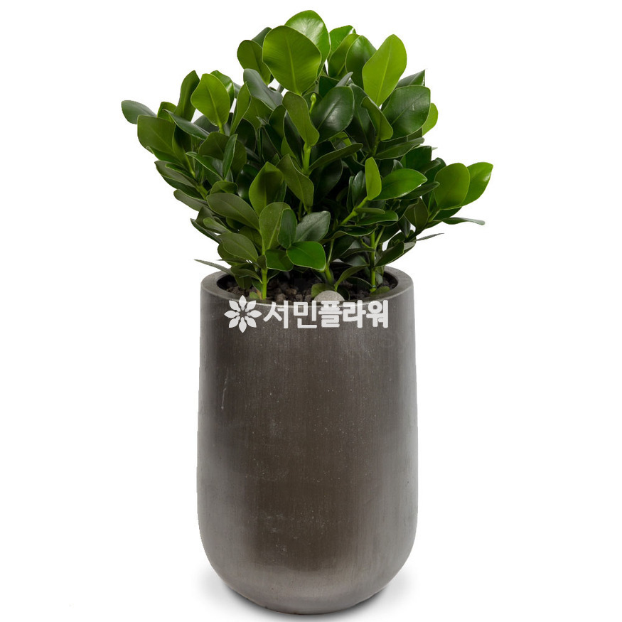 상세이미지