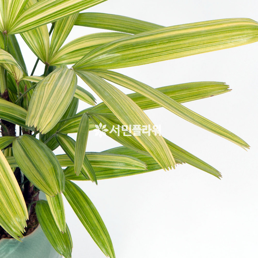 상세이미지