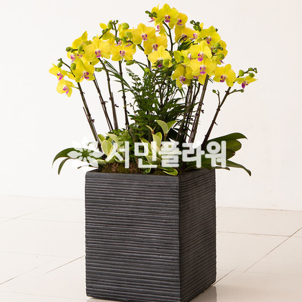 쥬피터 호접란 고급(대품)Q