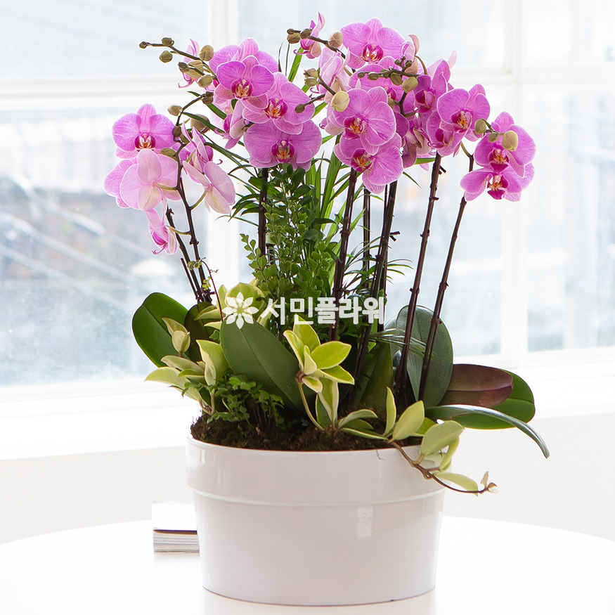 상세이미지
