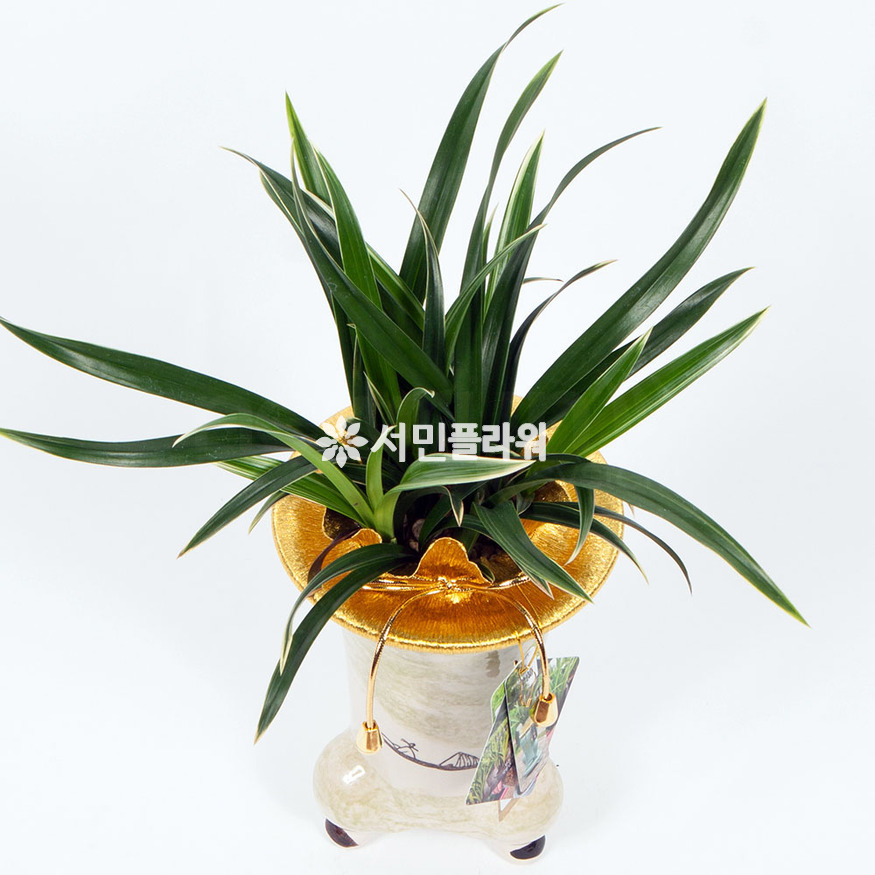 상세이미지