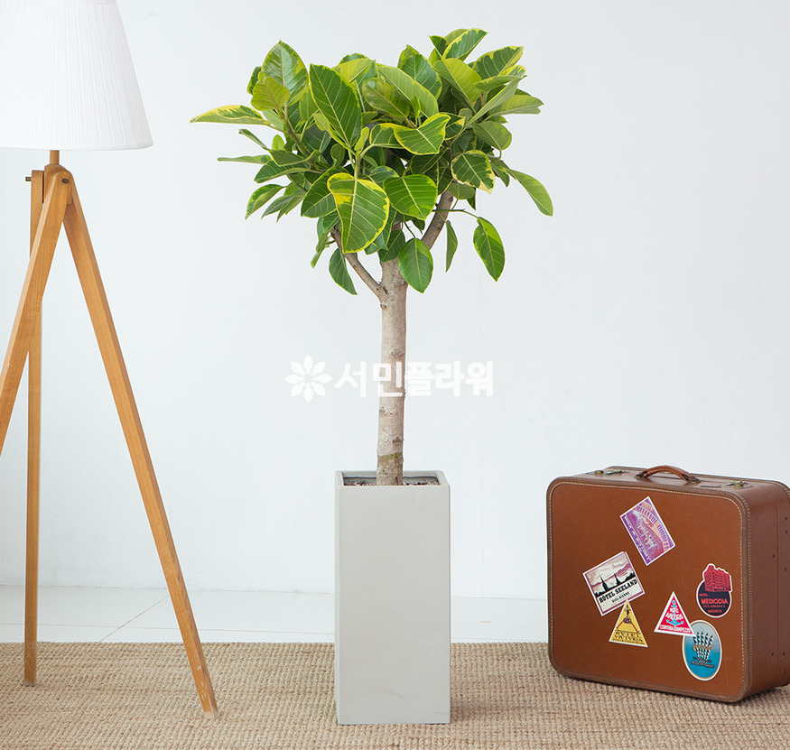 상세이미지