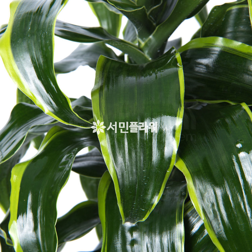 상세이미지