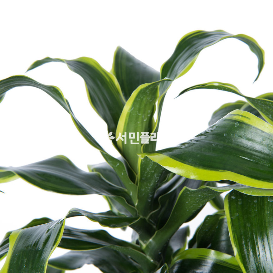 상세이미지