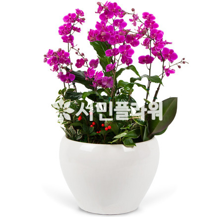 핑크만천홍