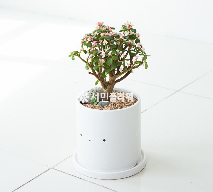 상세이미지