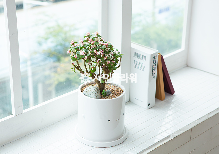 상세이미지