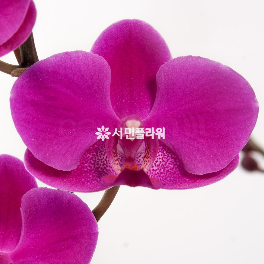 상세이미지