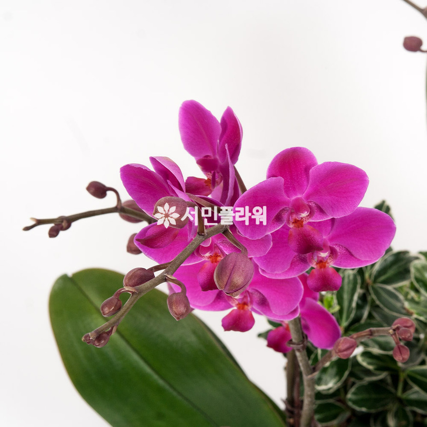 상세이미지