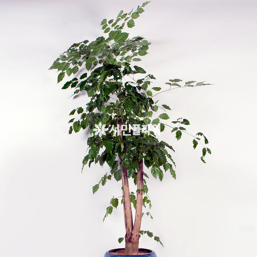 상세이미지