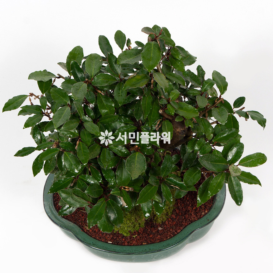상세이미지
