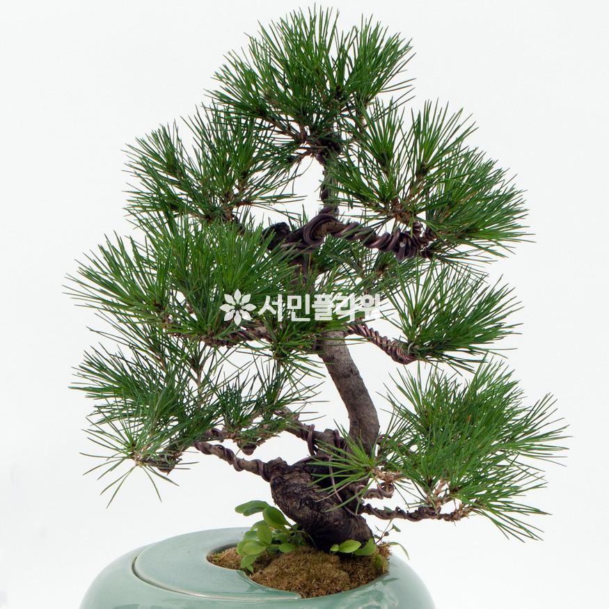 상세이미지