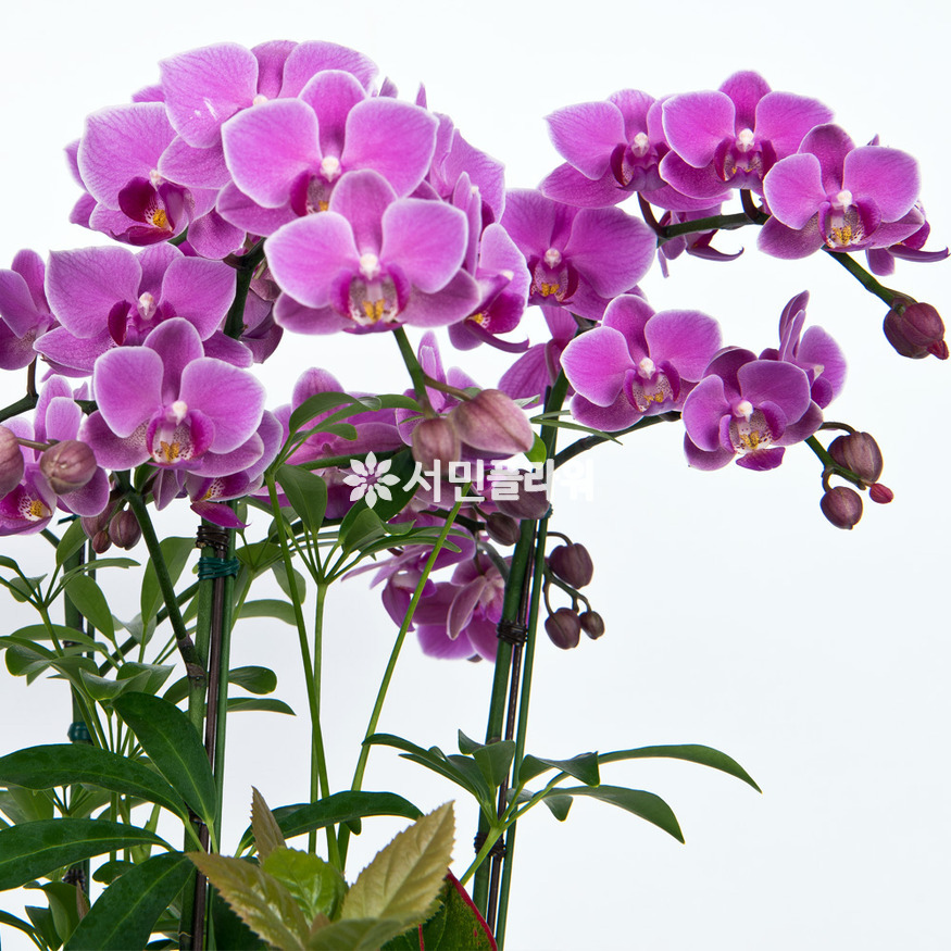 상세이미지