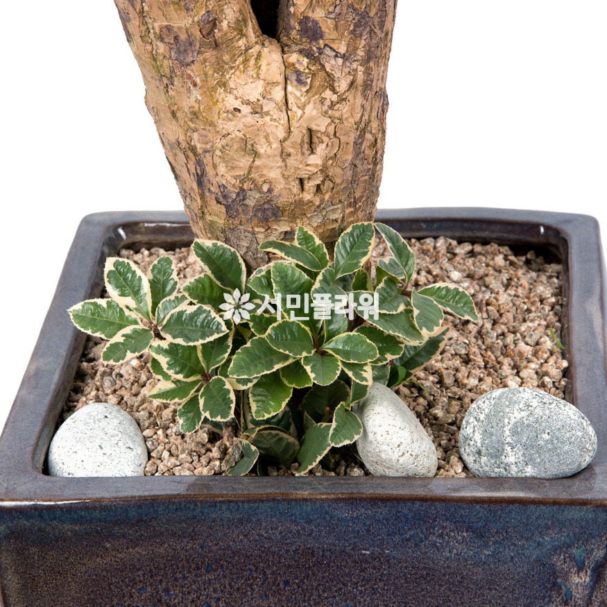 상세이미지