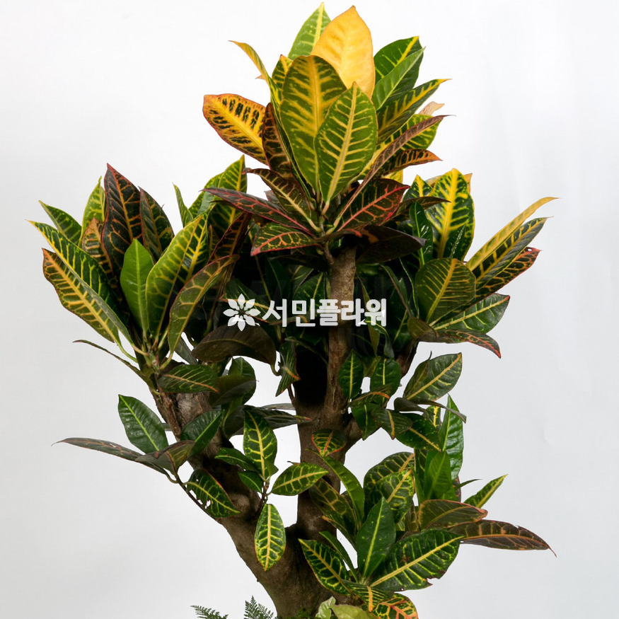상세이미지