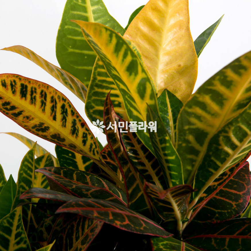 상세이미지