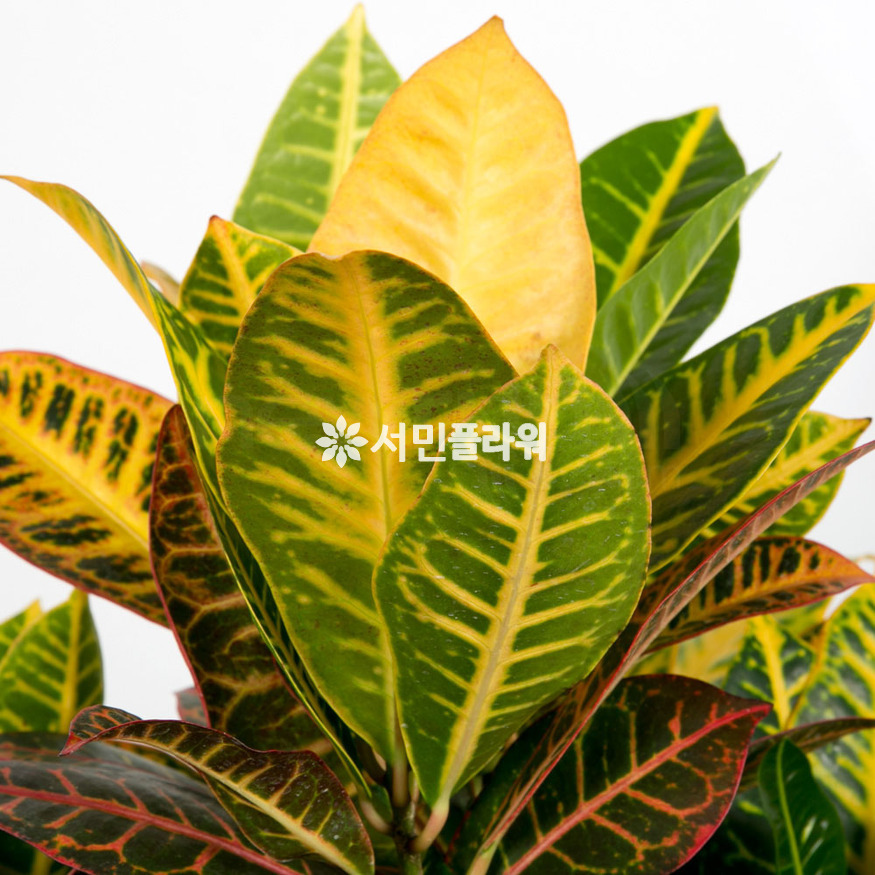 상세이미지