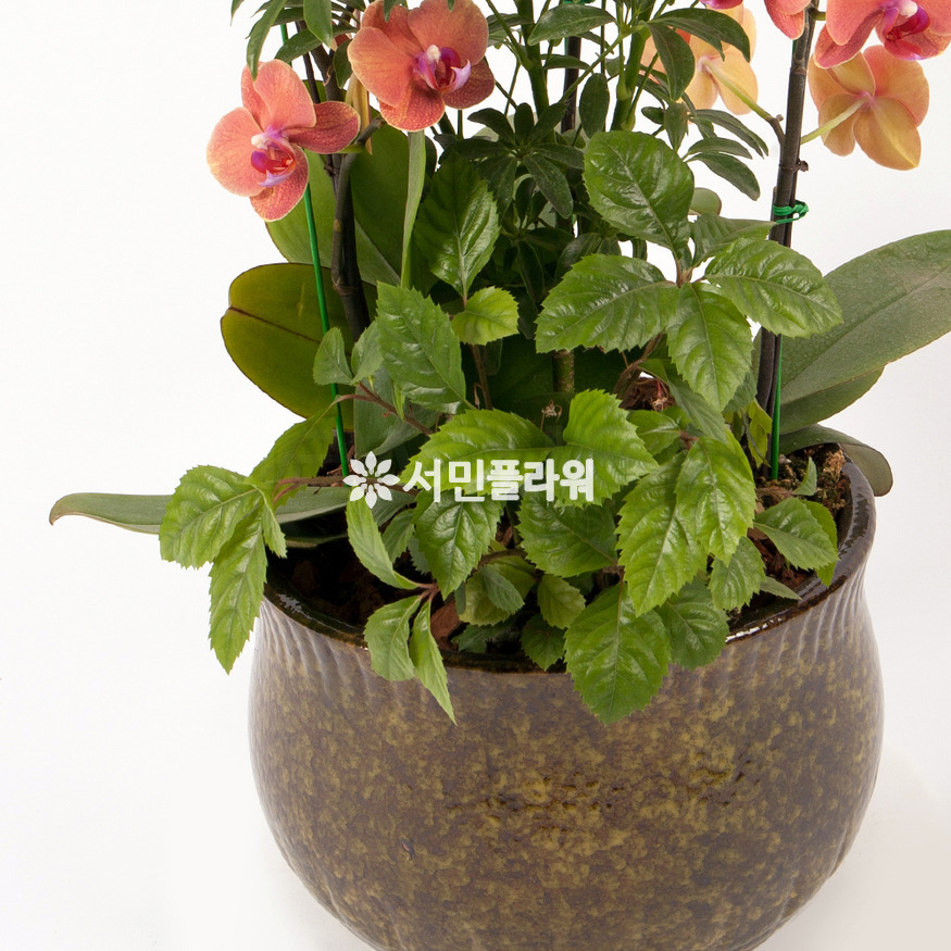 상세이미지