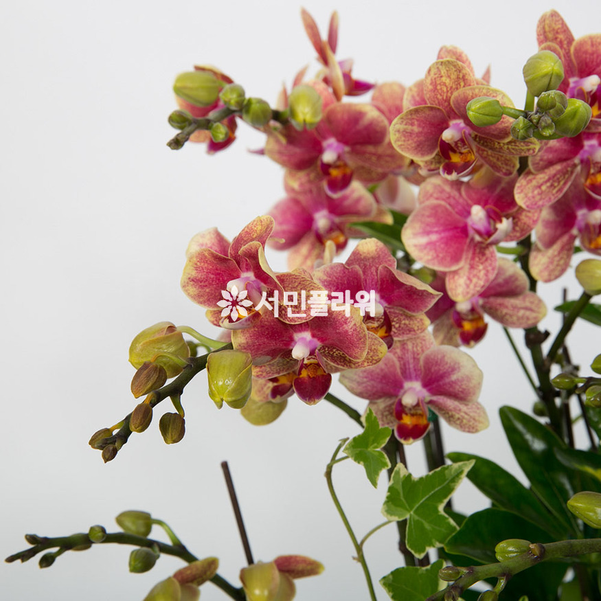 상세이미지