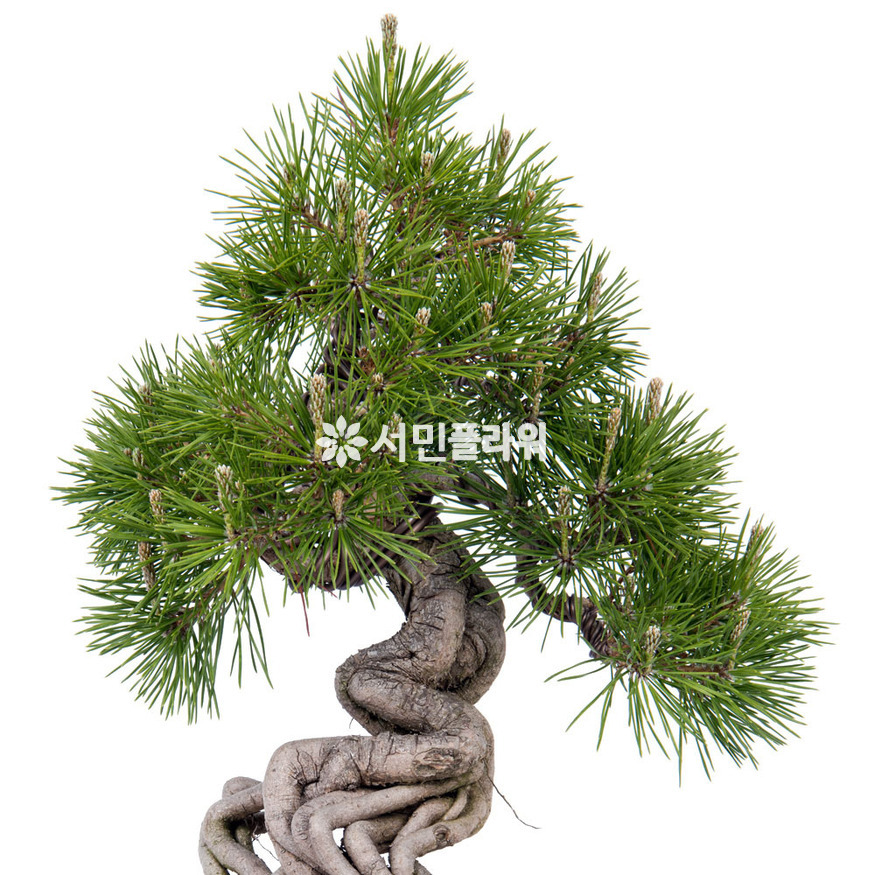 상세이미지