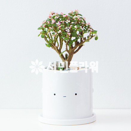 러블리 은행목